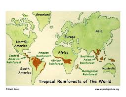 The forests are located in the tropical wet / humid regions with an average tropical rainforests receives maximum insolation (meaning: Rainforests Of The World Index Exploring Nature Educational Resource Rainforest Rainforest Theme Tropical Rainforest