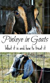 How To Recognize And Treat Pink Eye In Goats Goats Pet Goat Pink Eyes