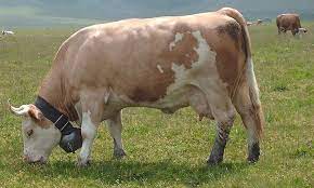 Vand/schimb 21 vaci holstein si baltata romaneasca de urgenta.unele gestante. Primul Lot De 6000 De Vaci Din Rasa BÄƒlÅ£ata RomaneascÄƒ Va Pleca Spre China Stiri Pe Surse Cele Mai Noi Stiri
