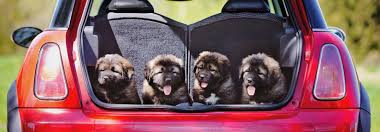 We will start taking names for the waiting list at 9am, and we will open to the public at 11am. Humane Societies And Animal Shelters Near Winchester Va