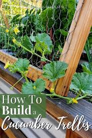Check spelling or type a new query. How To Build A Cucumber Trellis For Raised Beds Kellogg Garden Organics
