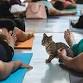 Yoga with Kittens event in Columbia, SC