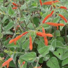 Image result for Sabicea orientalis