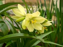 In galleries, click on thumbnails to see larger versions. 1 999 Fritillaria Stock Photos And Images 123rf