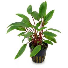 Please follow this link to find out more information about this plant. Cryptocoryne Beckettii Petchii Topf Aquasabi Aquaristik Shop