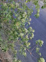 Image result for Nuxia oppositifolia