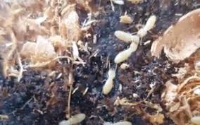 Consider a pest control service plan for regular maintenance. Spectacularly Destructive Super Termite Arrives In Israel For First Time The Times Of Israel