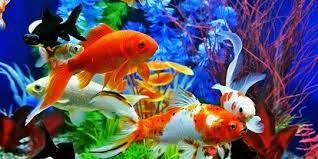 Usaha ternak ikan hias adalah salah satu jenis usaha ternak yang populer di indonesia. Jenis Jenis Ikan Hias Yang Mudah Dipelihara Bisa Jadi Ladang Bisnis Menguntungkan Merdeka Com