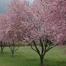 Many of our pear trees are cold hardy to zone 3a. Thundercloud Purple Leaf Plum New Blooms Nursery