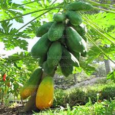 (harvest dates are approximate for south central pa. 30pcs Papaya Bonsai Rare Bonsai Fruit Tree Chinese Flowering Quince Pawpaw Fruit Plants Chaenomeles Sinensis Potted Plant Buy At The Price Of 0 38 In Aliexpress Com Imall Com