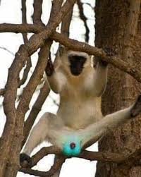 O MACACO DE TESTÍCULOS AZUIS O Macaco vervet (Chlorocebus pygerythrus),  também muito divulgado como "o macaco do ovo azul", é um primata nativo da  África com uma característica diferente. Na natureza, é
