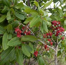 Image result for Ochna pulchra