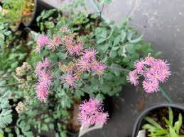 Image result for Thalictrum