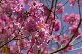 Image result for Handroanthus sp. near impetiginosus