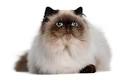 Himalayan Cat Breed Profile | Petfinder