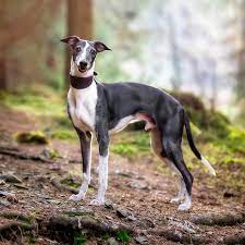 Whippet Dog Breed Information Characteristics Daily Paws