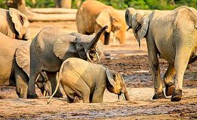 Image result for Zanha africana