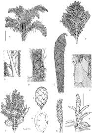 Image result for Raphia sese