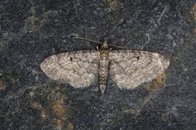 Image result for Eupithecia subumbrata