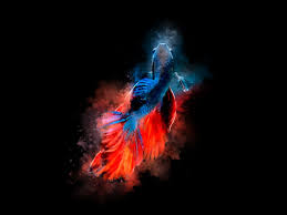Many colors and strains of show quality fish. Red Blue Halfmoon Betta Fish Buy T Shirt Designs