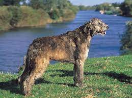 giant dog breeds price list of giant dog breeds giant dogs neapolitan mastiff puppy for sale in petersburg pa adn mastiff dogs ireland home facebook mastiff