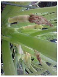 This will help you detect the bulb of a female or the flat end of a male flower. Summer Squash Yellow Zucchini Female Flowers Browning And Dying