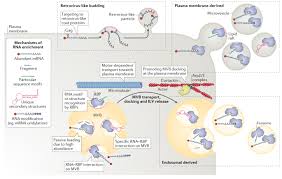 Check spelling or type a new query. Rna Delivery By Extracellular Vesicles In Mammalian Cells And Its Applications Nature Reviews Molecular Cell Biology