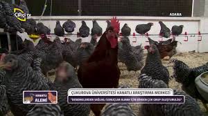 Kanatli Alemi Cukurova Universitesi Kanatli Arastirma Merkezi Ale Merkez Ciftci
