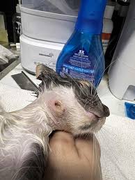 Image result for cuterebriasis in dogs