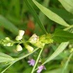 Image result for Polygala sphenoptera