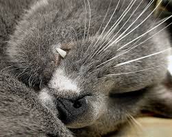 Cancer cells divide unchecked and can spread (metastasise) to other parts of the body via the blood or lymphatic system to primary or metastatic cancer in the lungs can cause death by infection or impact the lungs ability to function properly by killing off healthy lung tissue. A Cat S Nose Can Find Disease Disaster And Death Pethelpful