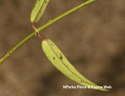 Image result for Vincetoxicum sylvaticum