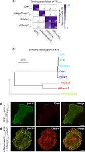 Georgia is one of the best european country to study medicin. Multiplexed Labeling Of Cellular Proteins With Split Fluorescent Protein Tags Communications Biology