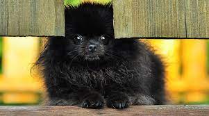 She is a 7th generation pomeranian and is not neutered. Black Pomeranians History Genetics Pictures More