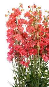 Delphinium Red Caroline At Flowerbook App Gladiolen Pflanzen Polsterbett