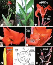 Image result for Cannaceae