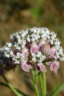 Calflora Asclepias Fascicularis Asclepias Milkweed Butterfly Garden