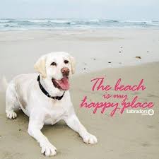 Check Us Out At Labradors Com Yellow Labs Beachdog Dog Love Labrador Dog Yellow Labrador Retriever