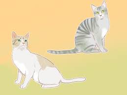 how to identify cats 11 steps with pictures wikihow