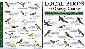 The following are birds that you might see in central florida. Southern California Birds Backyard Birds Bird Identification Wild Birds