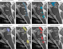 This chapter discusses the brainstem. Challenges And Opportunities For Brainstem Neuroimaging With Ultrahigh Field Mri Sciencedirect