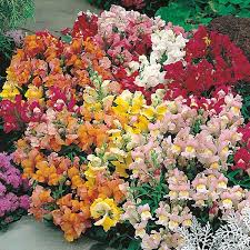 Image result for Antirrhinum