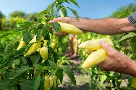 All in all, coffee grounds are good for vegetables and other plants, as they encourage the growth of microorganisms in the soil and improve tilth. 25 Fruits And Vegetables To Grow In Acidic Soil Off The Grid News