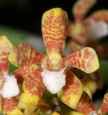 Image result for Orthochilus ruwenzoriensis