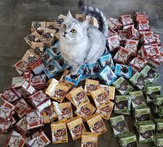 Luke Liebt Bozita De Catfood Cat Catstagram Catsofinstagram Bozita Cat Food Cats Of Instagram Cats