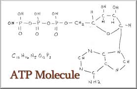 The Atp Adp Cycle