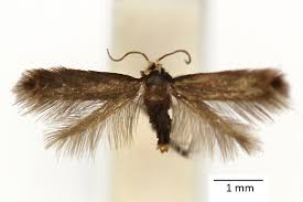 Image result for Stigmella samiatella