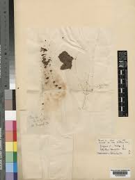 Image result for Adenodolichos