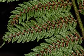 Image result for Cyathea thomsonii