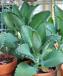 Mother Of Thousands Succulents Plant A Easy Plant To Grow Our Guarantee Succulents Plants Unusual Plants